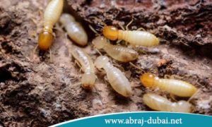 مواد لابادة النمل الابيض الفعالة